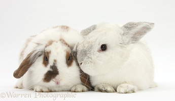 White and brown-and-white rabbits