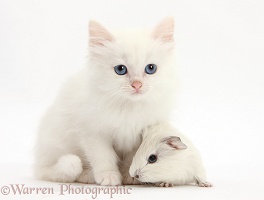 Baby white Guinea pig and white kitten
