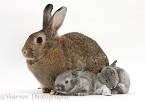 Agouti mother rabbit with two silver babies