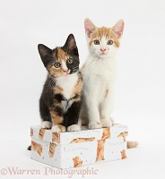 Kittens on a box