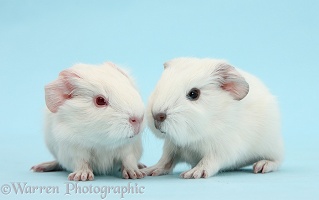 New white baby Guinea pigs on blue background
