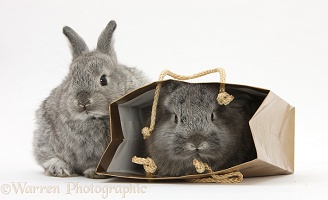 Tow silver young rabbits playing in a gift bag