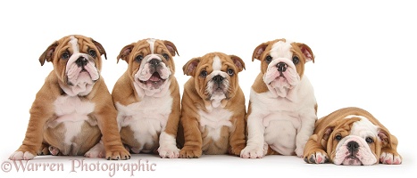 Five Bulldog pups, 8 weeks old