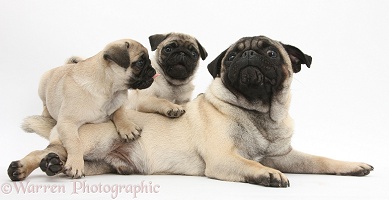Fawn Pug dog and puppies, 8 weeks old