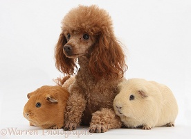 Red toy Poodle dog and red and yellow Guinea pigs