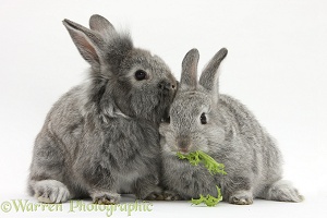 Two silver young rabbits