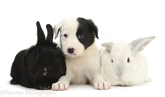 Black-and-white Border Collie pup and rabbits