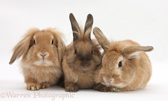 Three Lionhead-cross rabbits