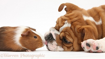 Bulldog pup and Guinea pig