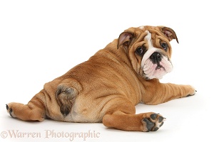 Bulldog pup, 11 weeks old, sprawled out and looking round