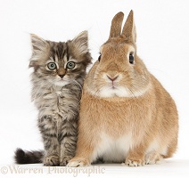 Tabby kitten and sandy rabbit