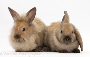 Young sandy rabbits