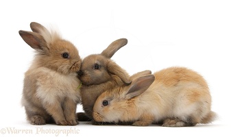 Three young sandy rabbits