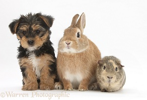 Yorkie pup with rabbit and Guinea pig