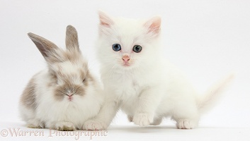 White kitten and baby rabbit