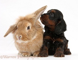 Cockapoo pup and Lionhead-Lop rabbit