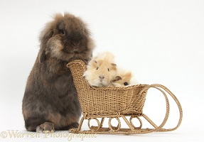 Rabbit pushing Guinea pigs in a sledge