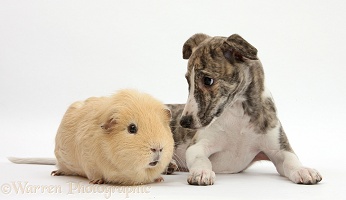 Brindle-and-white Whippet pup and yellow Guinea pig