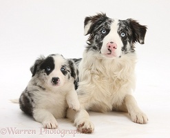 Merle Border Collie and pup, 6 weeks old