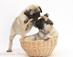 Fawn Pug pups, 8 weeks old, playing with a wicker basket