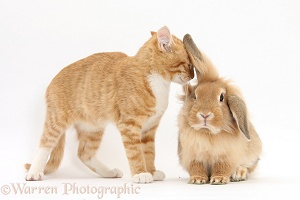 Ginger kitten talking to Sandy Lionhead rabbit