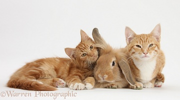 Ginger kittens with Sandy Lionhead-Lop rabbit