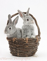 Silver baby rabbits in a wicker basket