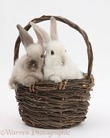 Baby rabbits in a wicker basket