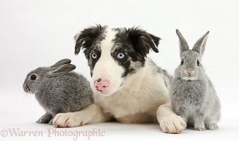 Border Collie pup and two silver baby rabbits