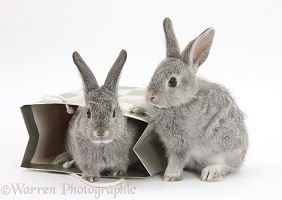 Two baby silver rabbits in a gift bag
