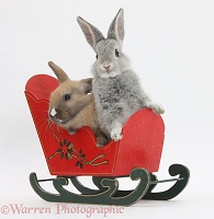 Two silver baby rabbits in a toy sledge