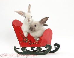 Two baby rabbits in a toy sledge