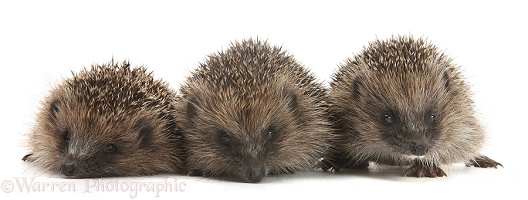 Three young Hedgehogs