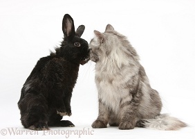 Persian x Birman cat and black rabbit