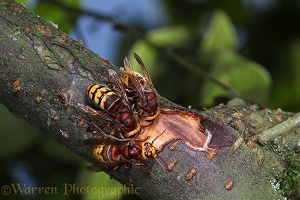 Hornet workers feeding on sap