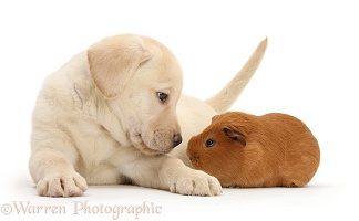 Yellow Labrador pup and red Guinea pig