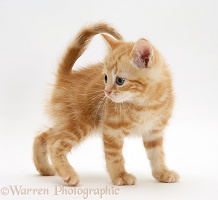 Ginger kitten standing