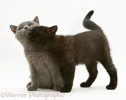 British Shorthair blue and black kittens