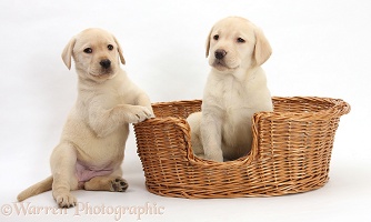 Yellow Labrador puppies in a wicker dog basket