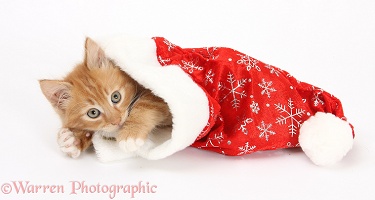 Ginger kitten in a Santa hat