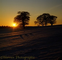 Sunset over snowy field and silhouette oak trees