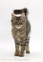 Tabby kitten, standing