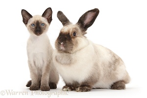 Colourpoint rabbit and Siamese kitten, 10 weeks old