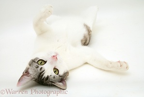 Silver Tabby-and-white cat rolling on its back