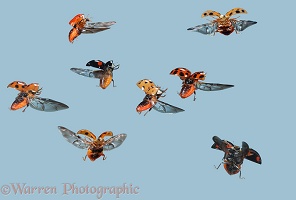 Harlequin Ladybirds in flight