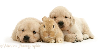 Baby sandy Lop rabbit with Golden Retriever pups