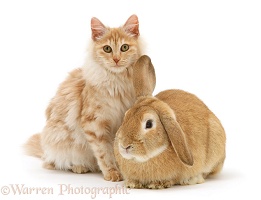 Ginger rabbit and cat