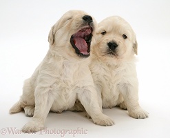 Sleepy Golden Retriever pups, one yawning
