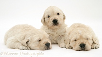 Three Sleepy Golden Retriever pups