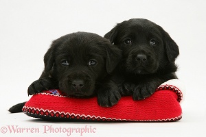 Two Black Labrador Retriever puppies in a knitted slipper